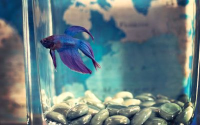 Swimming With Inspiration! 3 Great Patented Pet Fish Products