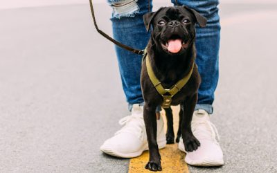 Don’t Go Off-Leash! Protect the Brand Of Your Dog Walking Business